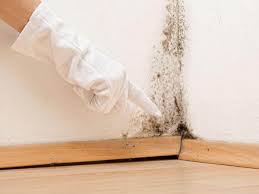 Why You Should Choose Our Mold Remediation Services in Avocado Heights, CA